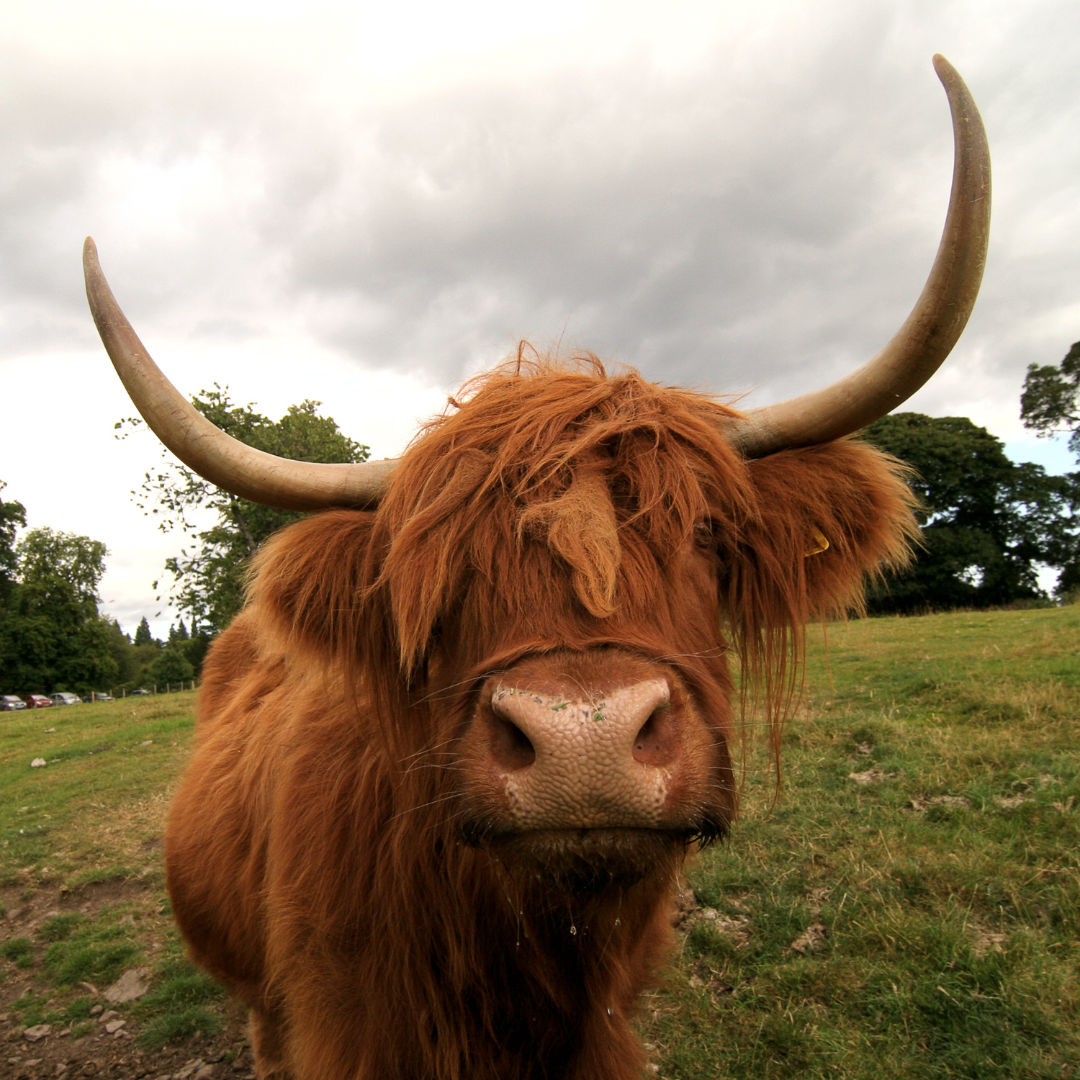 Highland Coo's Paint and Sip