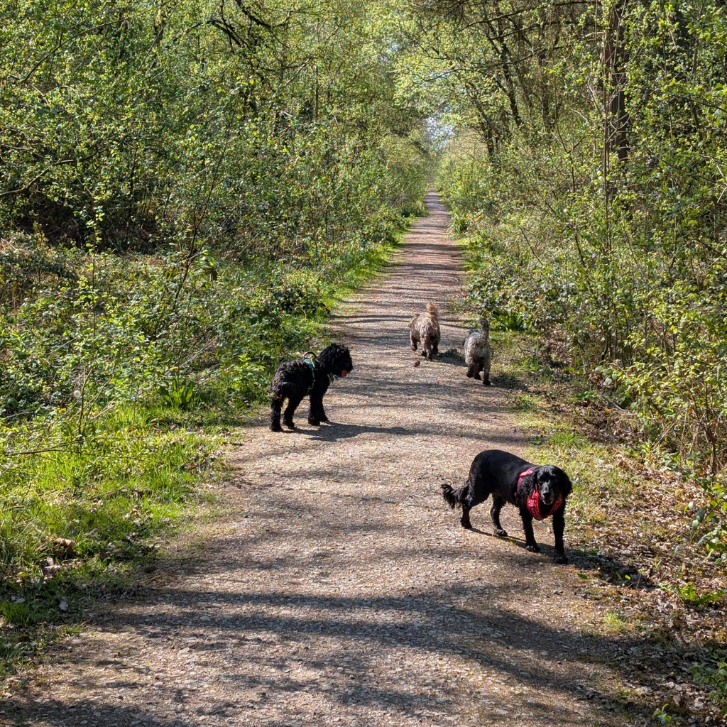Wayward Strolls